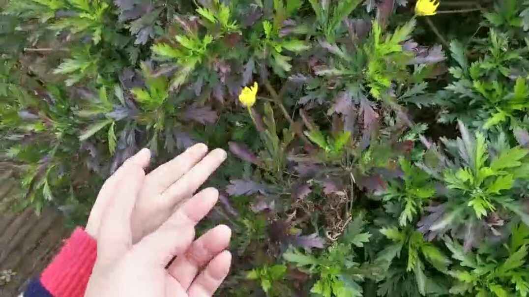 黄色的花花