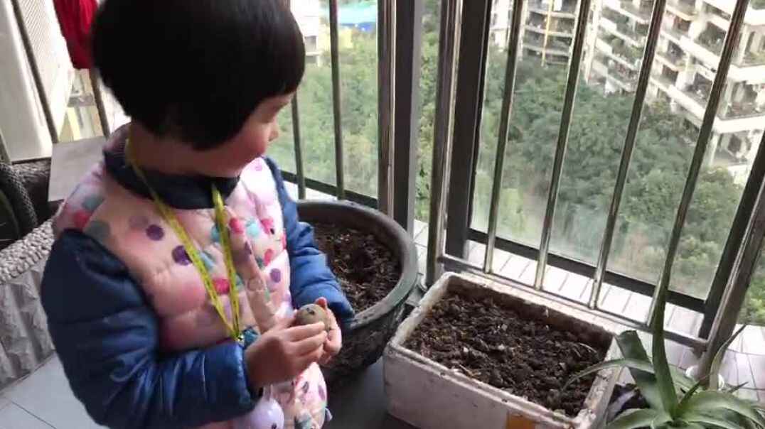 种植花花的过程
