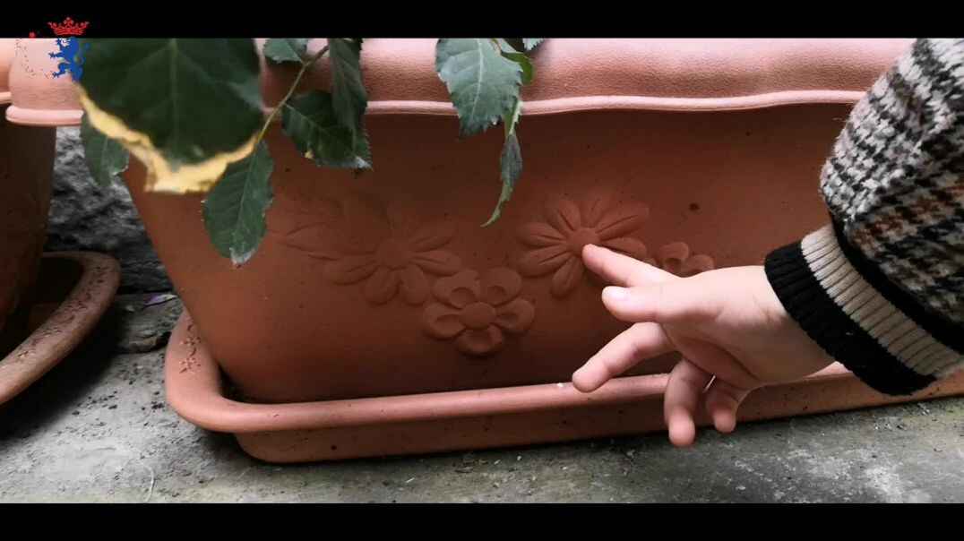小花花