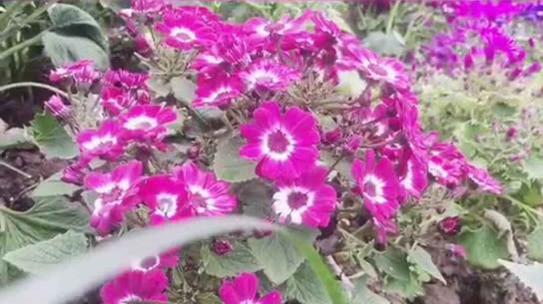花与美少年