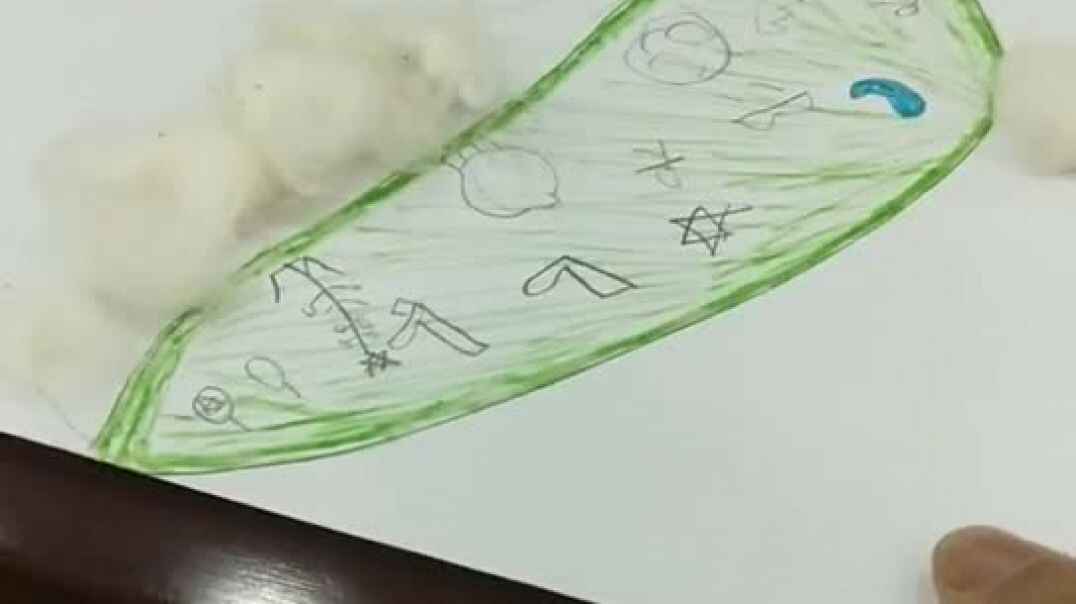 蝴蝶的翅膀