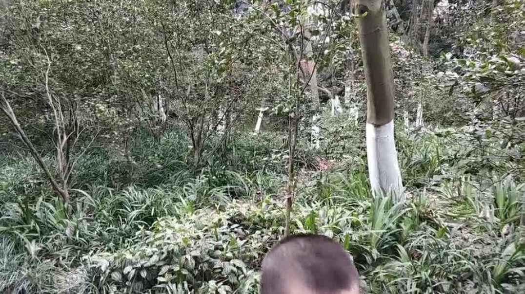 去花园里玩耍