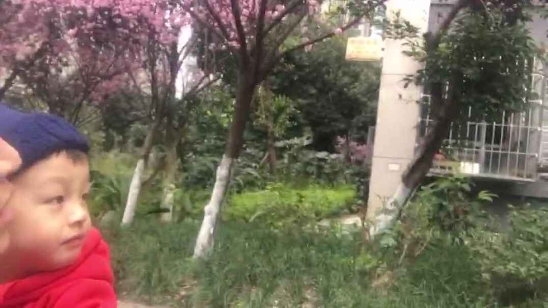 看我们的桃花