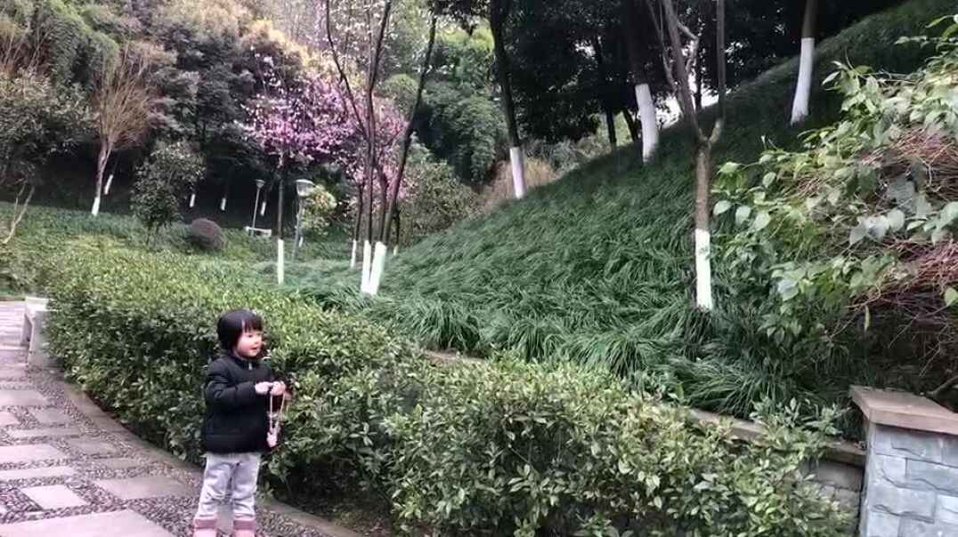 花园的花多种多样