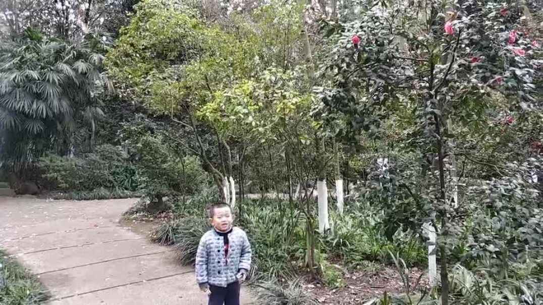 看看大树