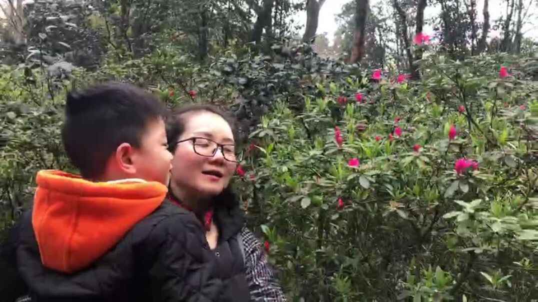 好看的花