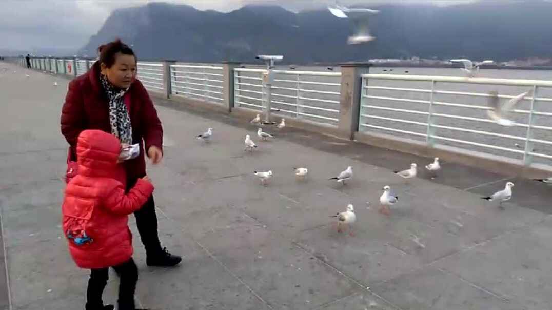 喂鸽子的男孩