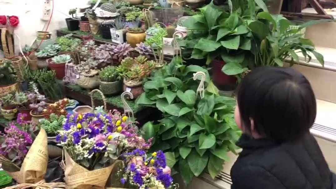 绿植好漂亮