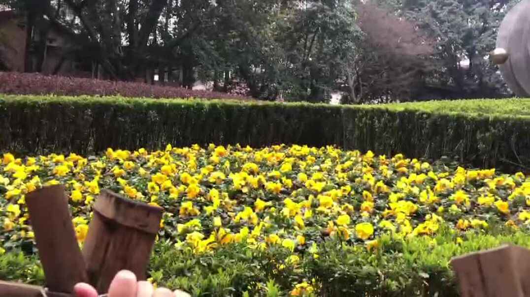 欣赏花的美丽