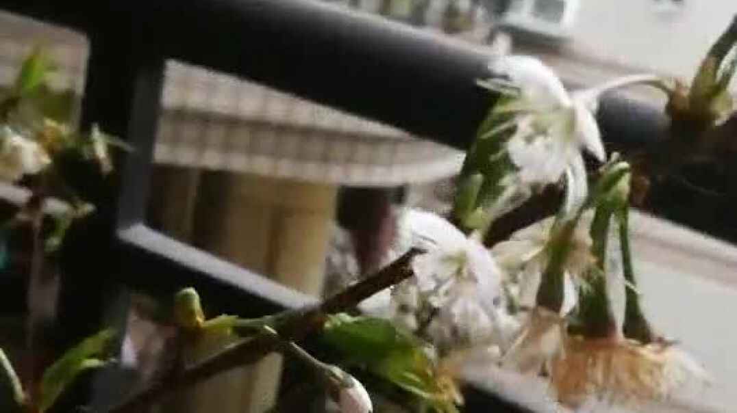 认识植物