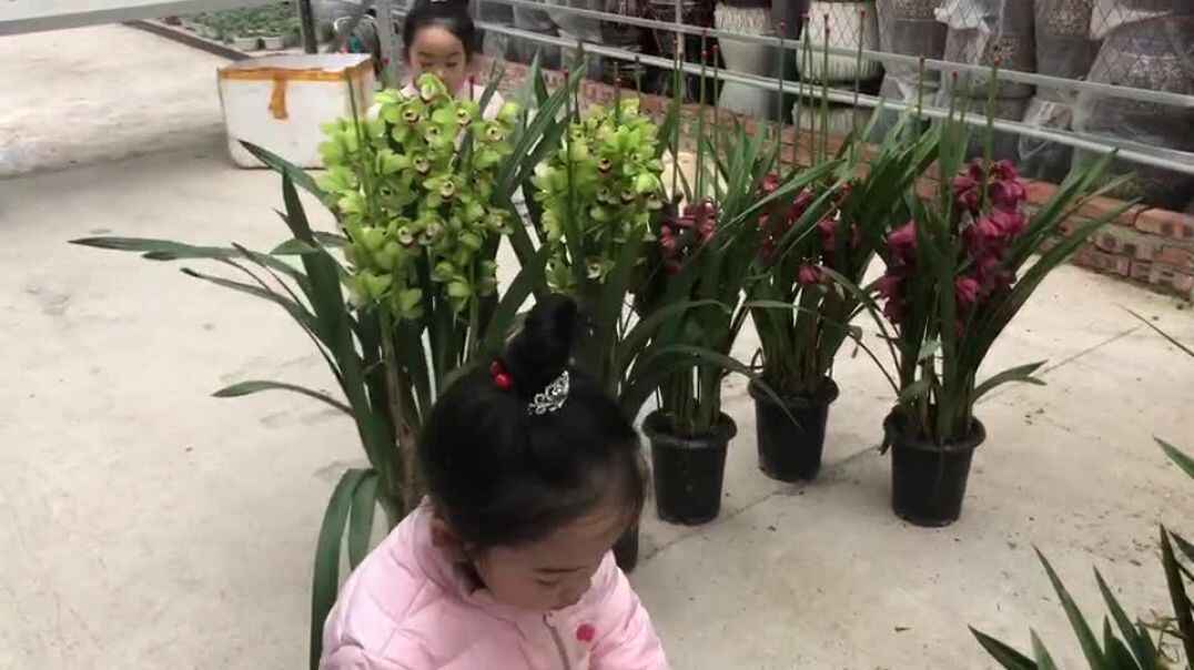 小宝贝赏花