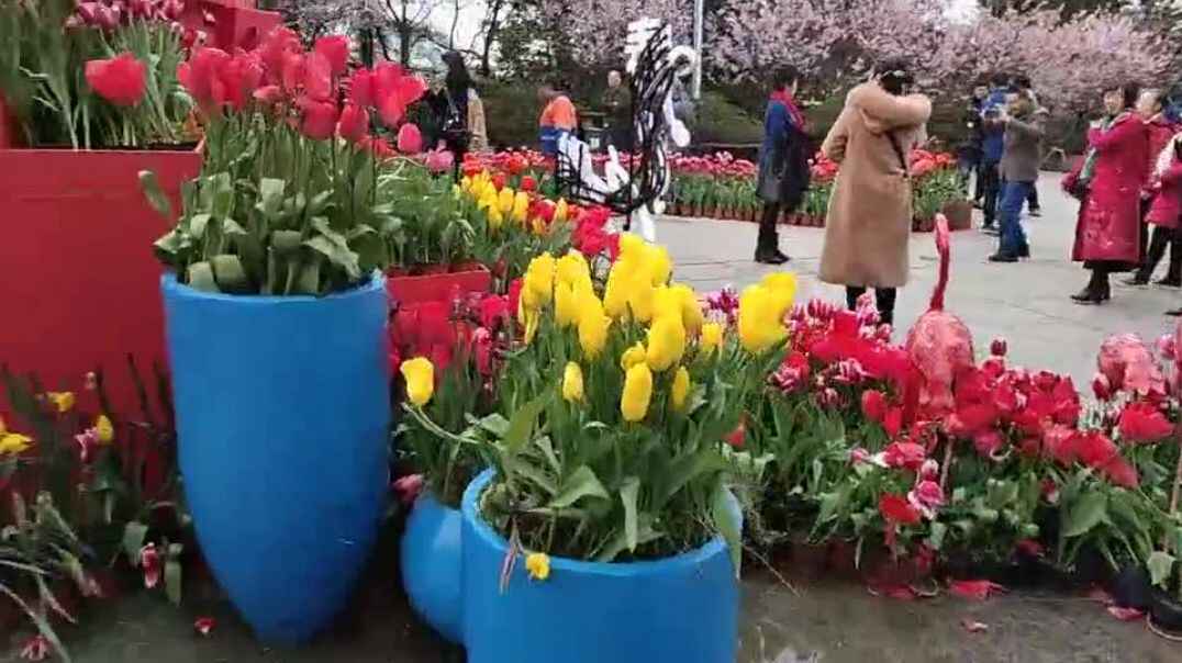 观赏郁金香