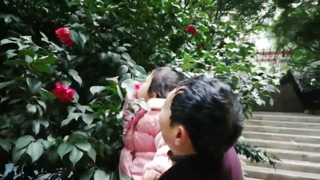 山茶花开的真好