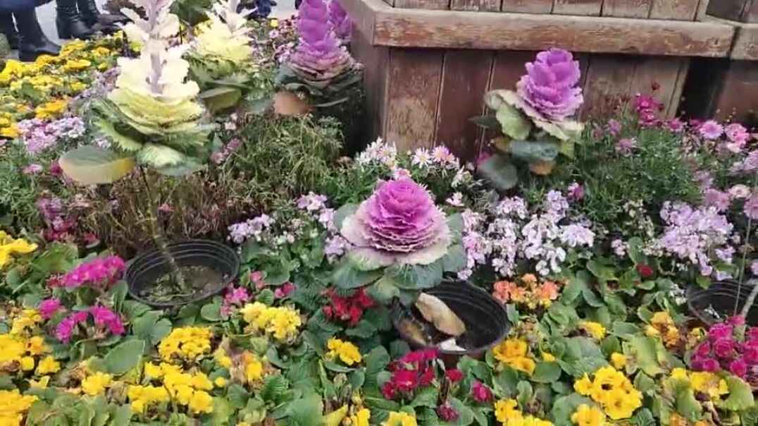 花儿都开了