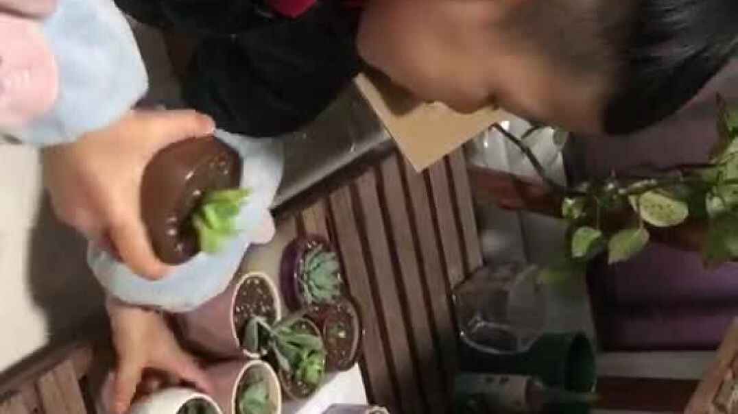 自己养多肉