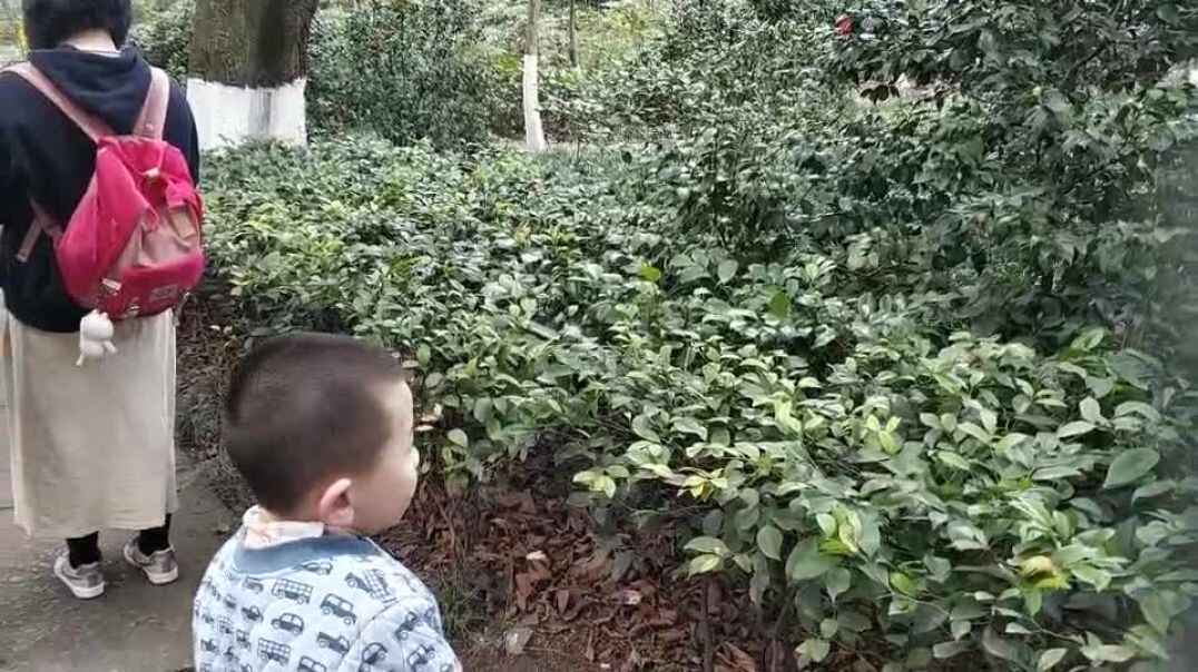 欣赏美丽的山茶花