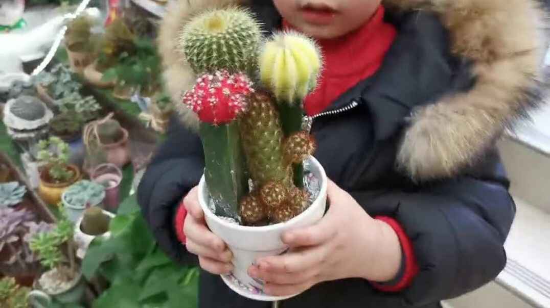 仙人球开花了
