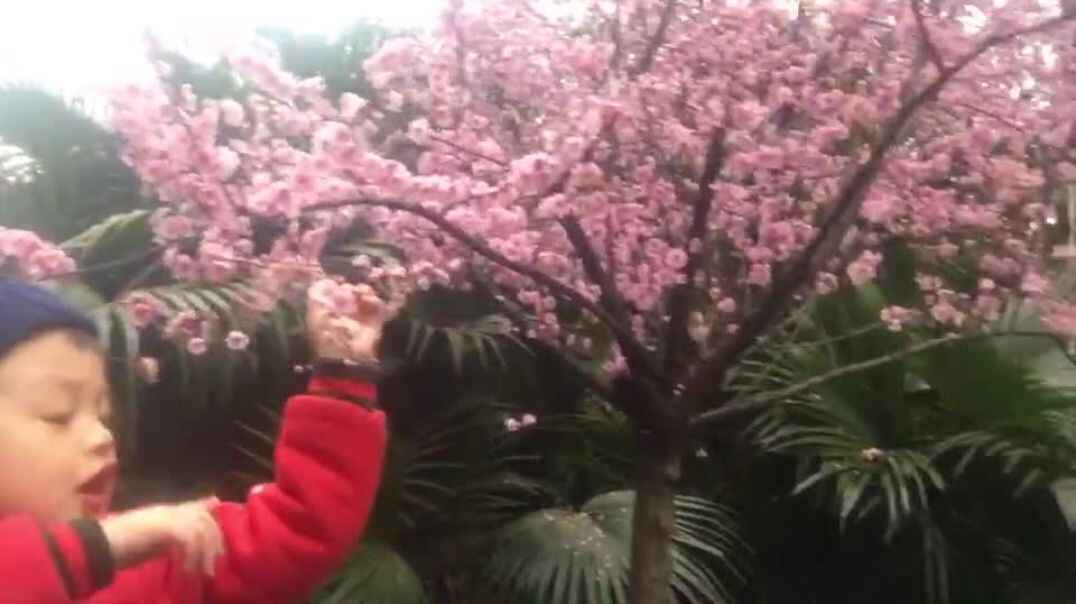 桃花开的好美