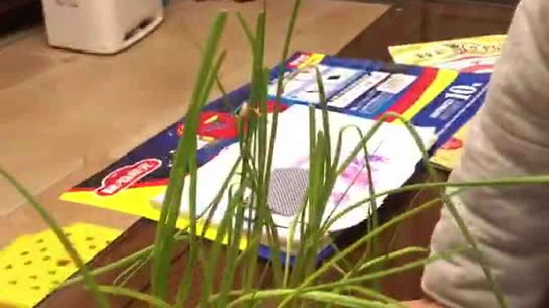 种植大蒜
