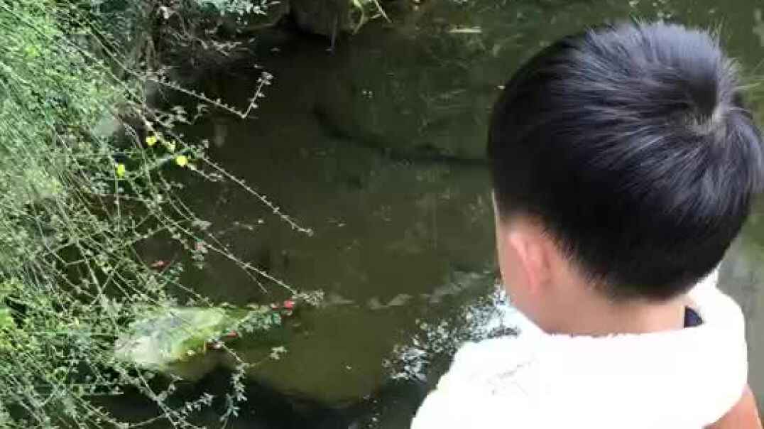 观察小黄花
