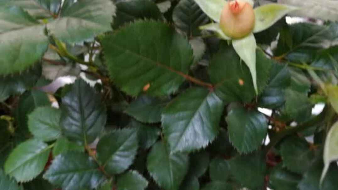 美丽的花朵