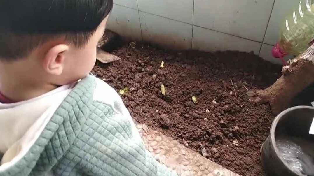 观察大树