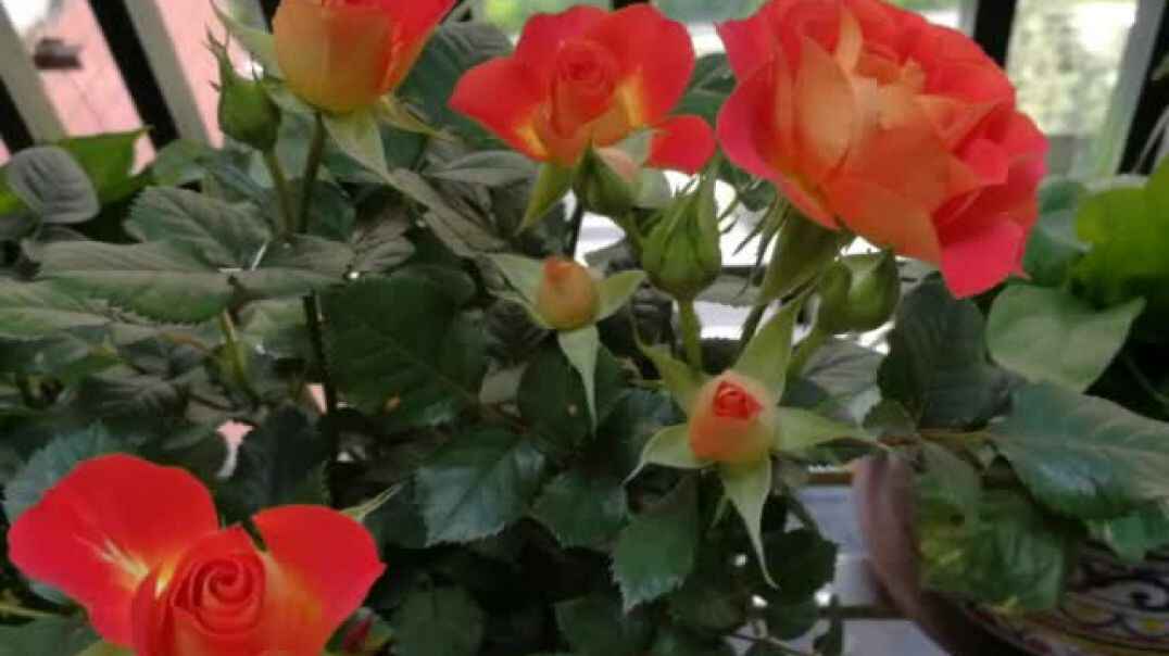 好看的花