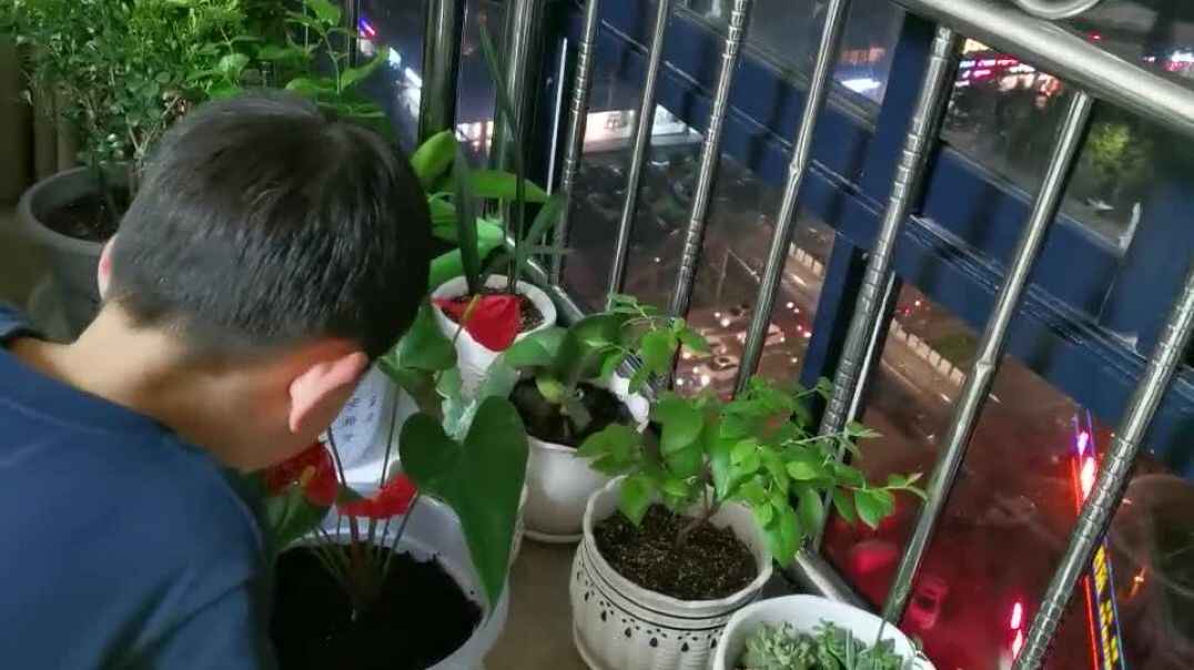 观察植物