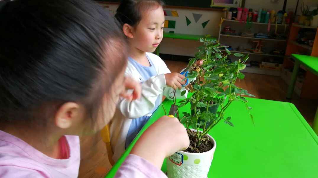 认知课程  团队合作