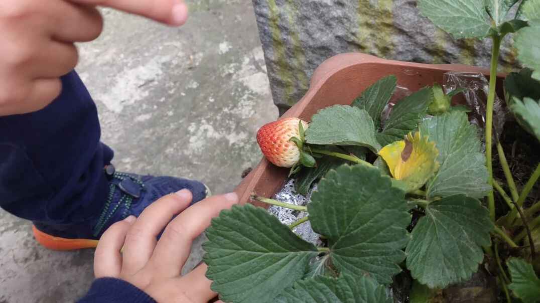 花园游
