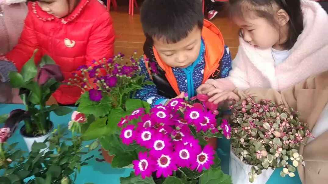 紫色的花