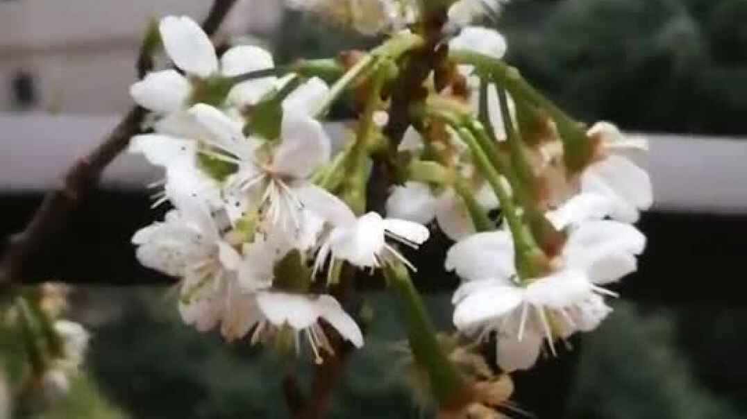 梨花