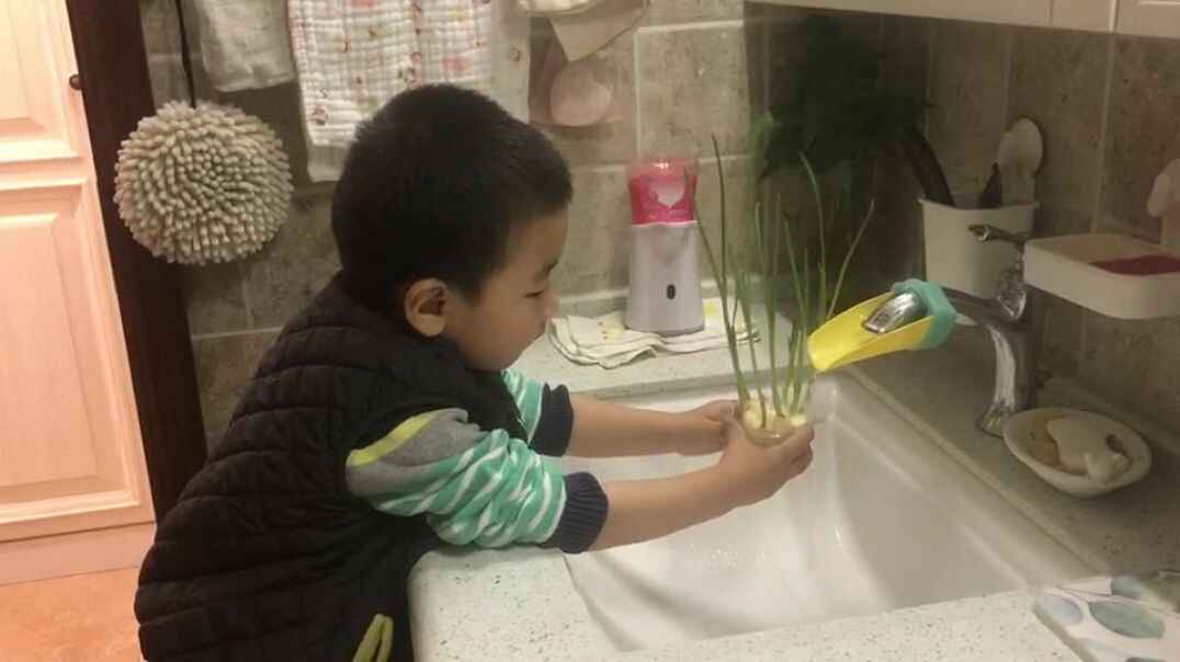 蒜苗的成长