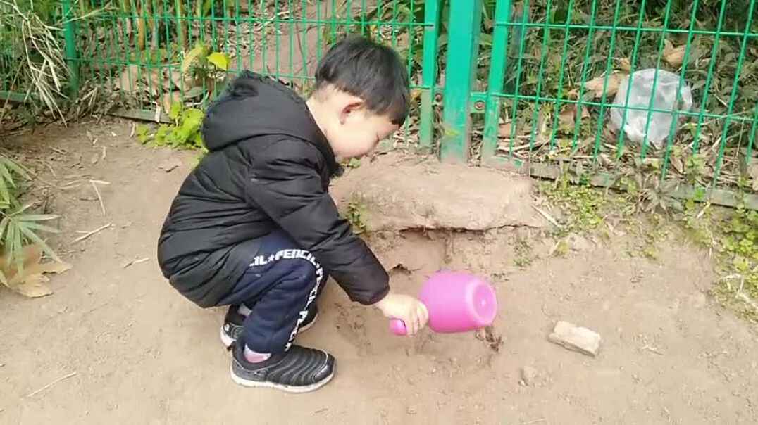 蒜苗的生长过程记录