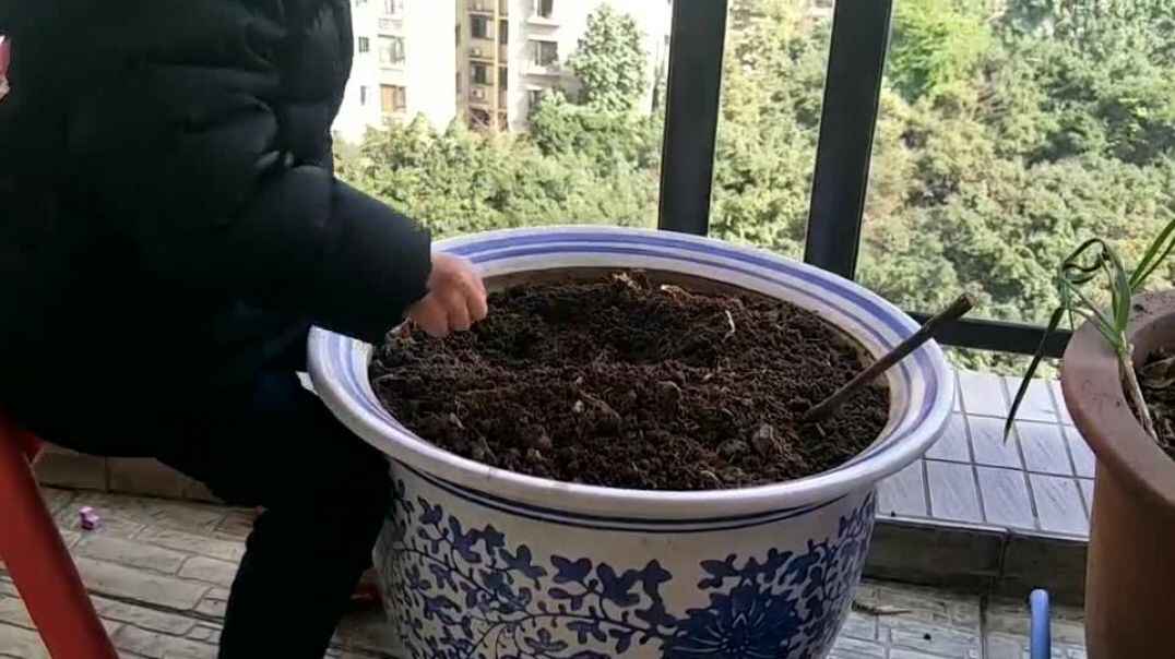 一起观察我们的蒜苗