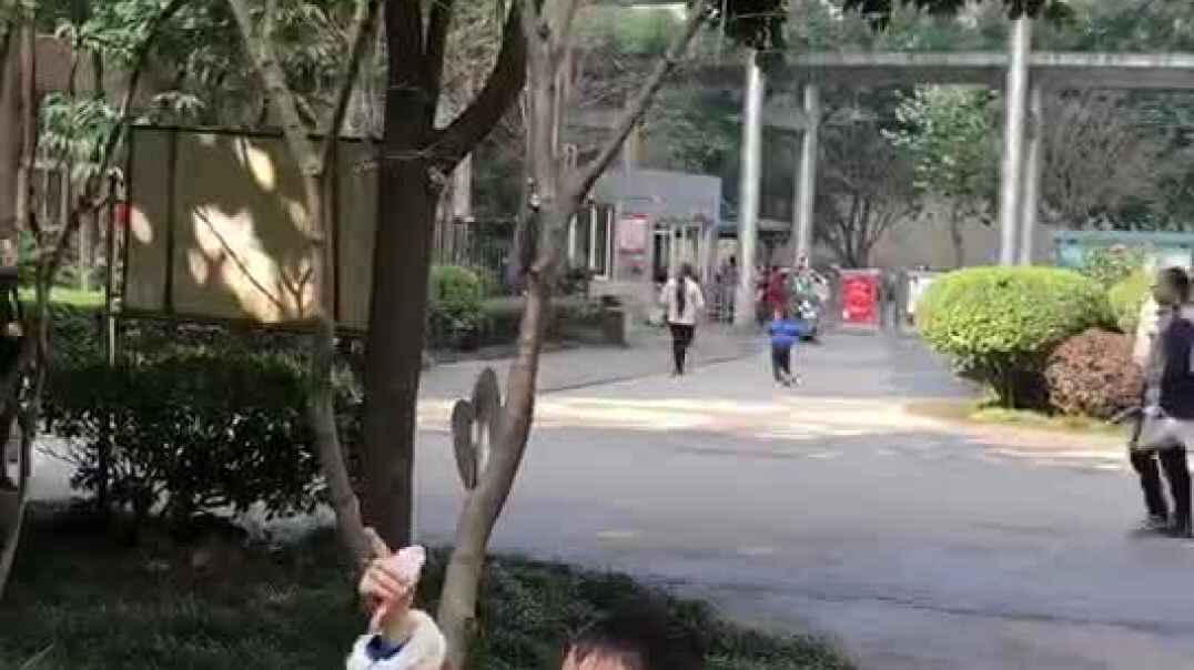 寻找路边的小花