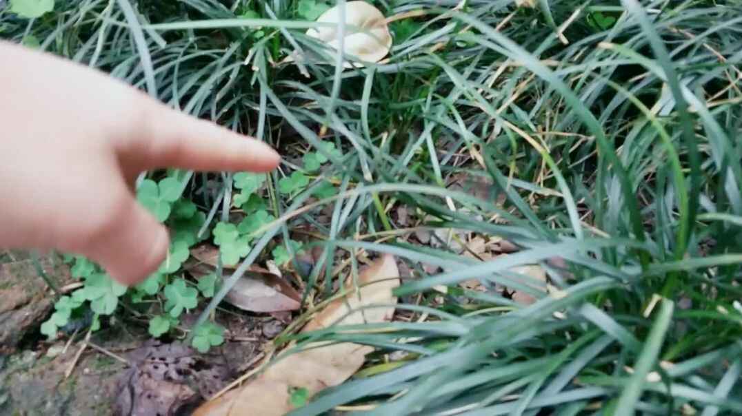 观察动植物