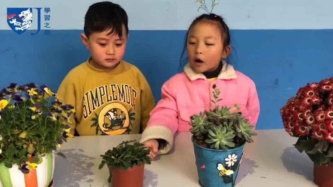 花的认识