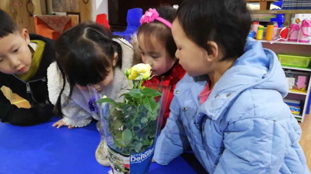 黄色的花