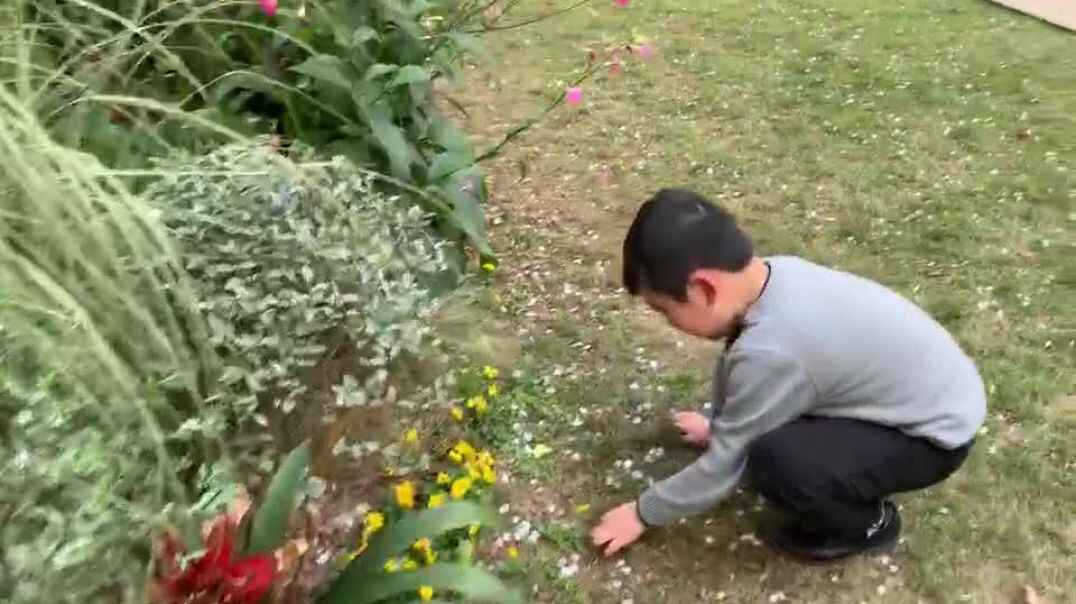 路边的花朵