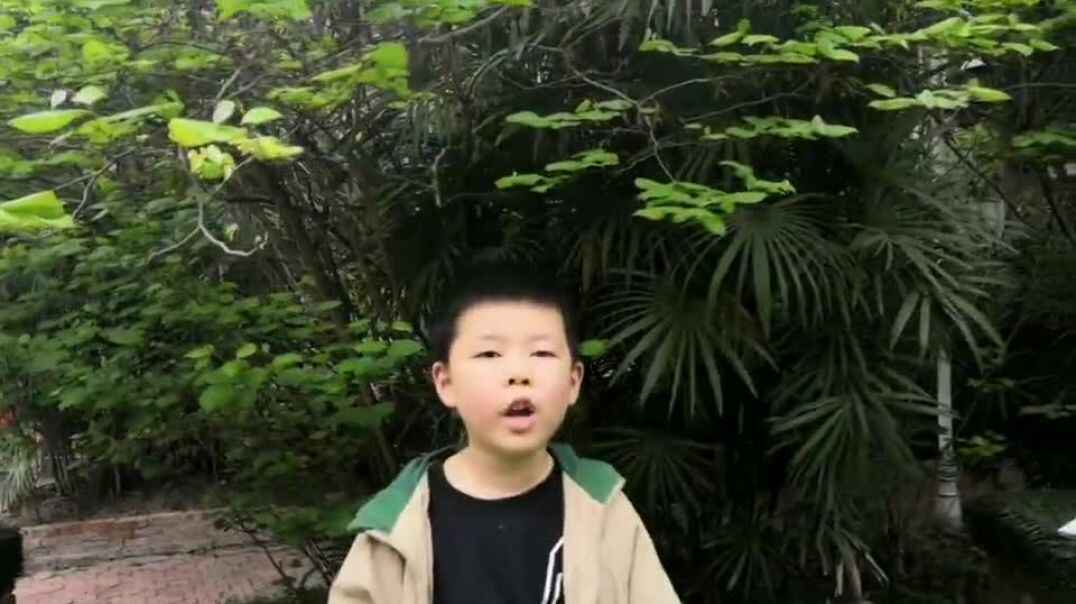叶子