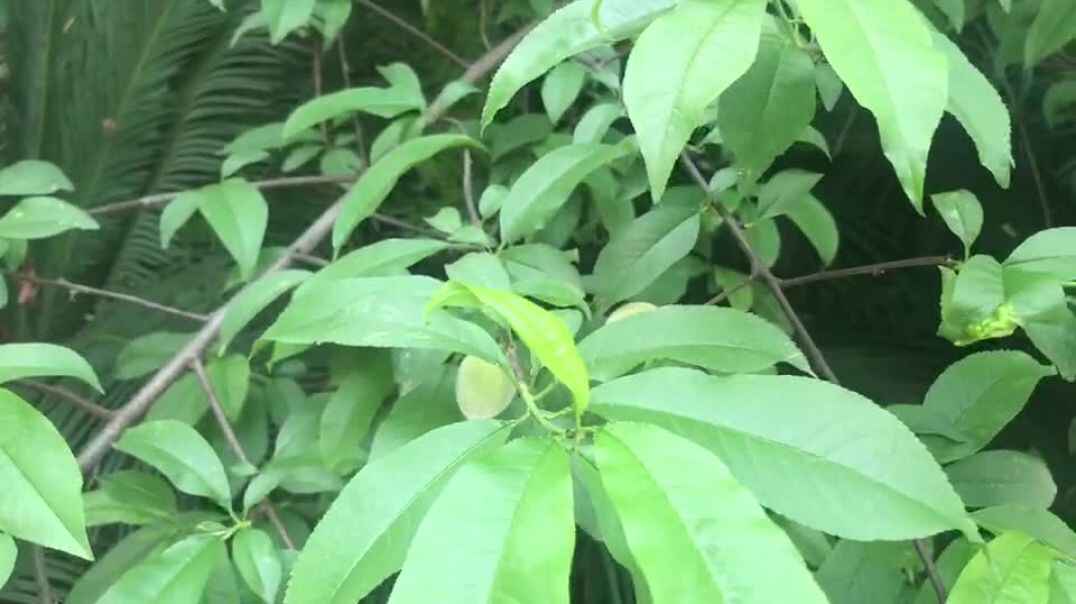 青果果