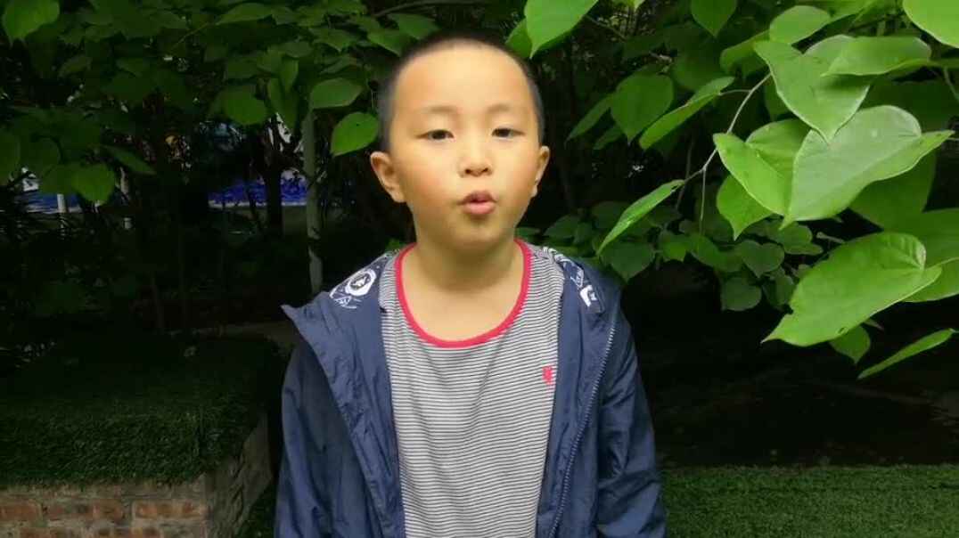 茂盛的树叶