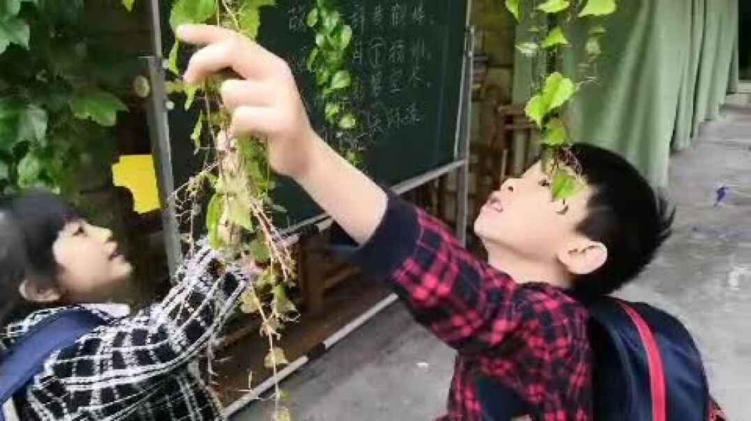 观察爬山虎