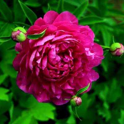 蜂蜜 