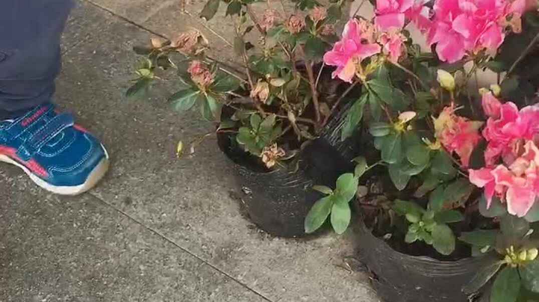 10月30日《帮助受伤的小蝴蝶》杨浩锐