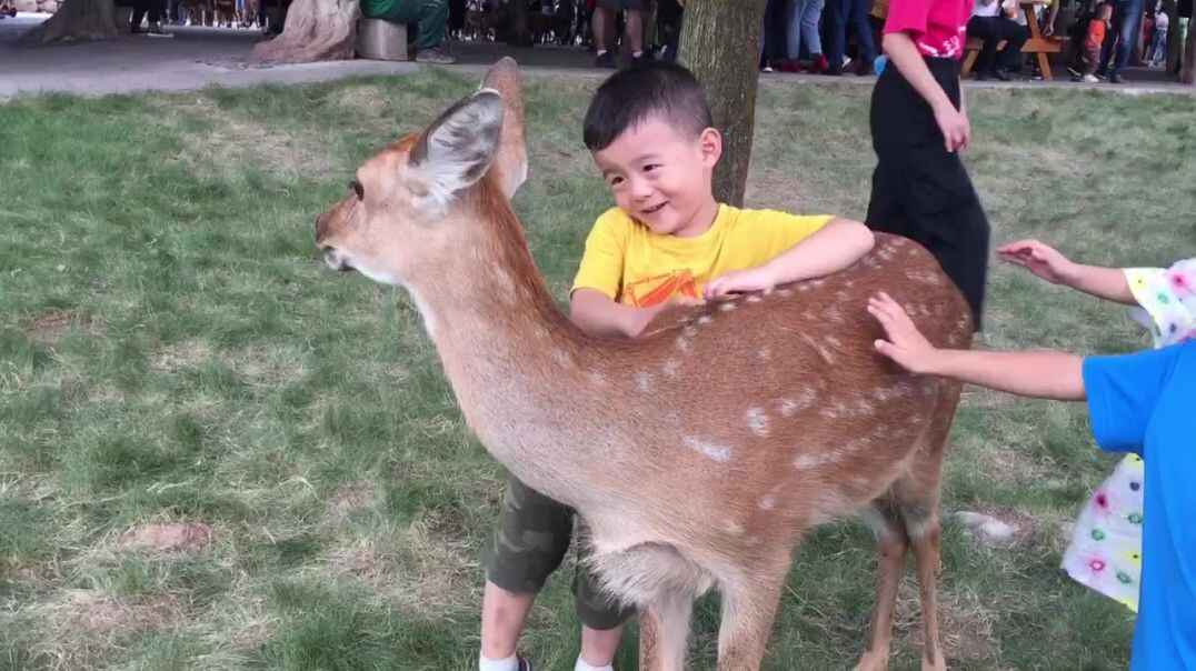 《我爱梅花鹿》潘柏宇.MOV