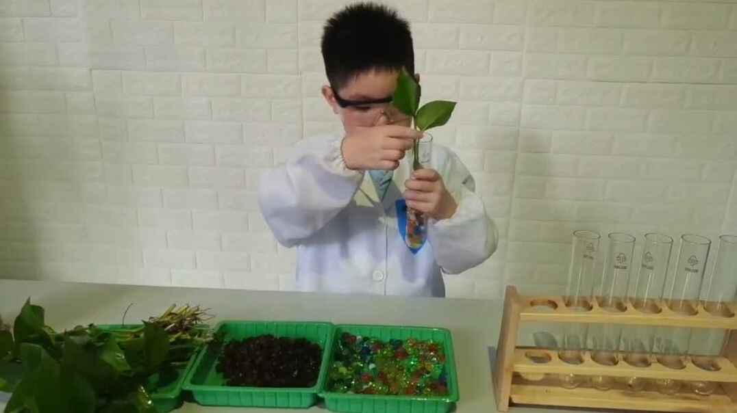 种植植物