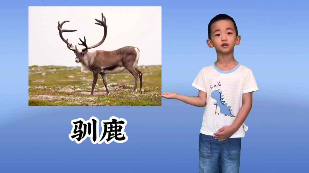 知识点——哺乳动物