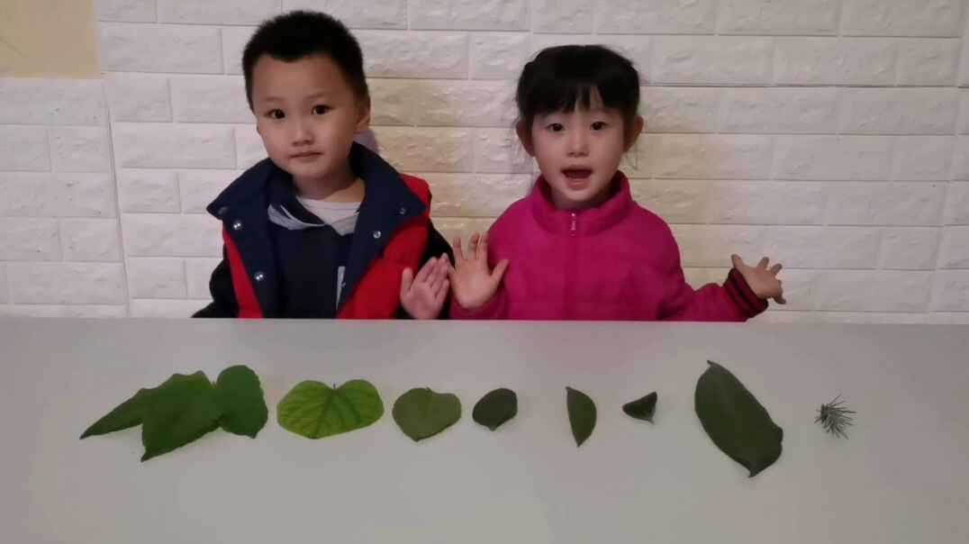 《夺冠故事王》第66场参赛作品——植物的叶子